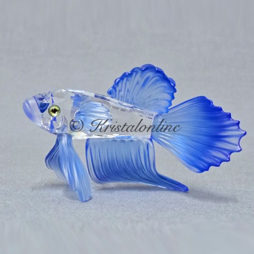 Siamese fighting fish blue